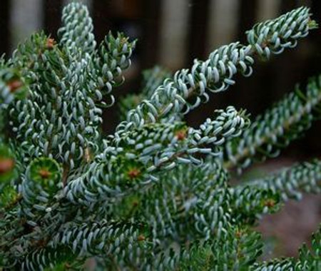 Abies koreana silberlocke Korean Fir