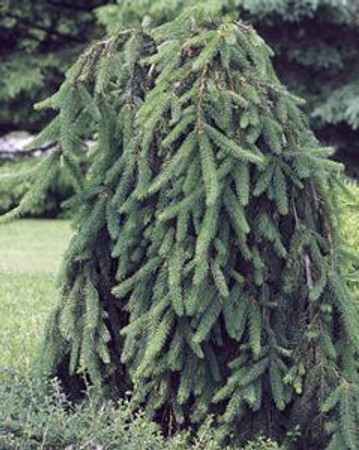 Picea abies Pendula Weeping Norway Spruce Tree