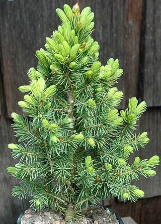 Picea glauca Gold Tip Dwarf Alberta Spruce