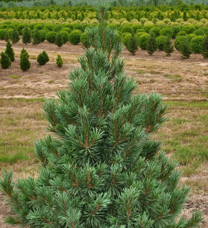 Limber Pine Vanderwolf's Pyramid