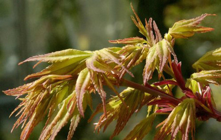 Acer palmatum Sekka yatsubusa Japanese Maple Tree