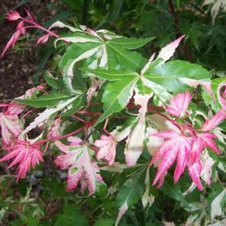 Acer palmatum 'Orido nishiki' Variegated Japanese Maple Tree