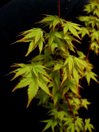 Winter Flame Dwarf Coral Bark Japanese Maple