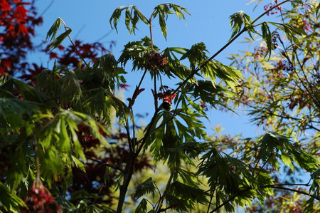 Acer japonicum ' Aconitifolium ' Fern Leaf Maple Summer