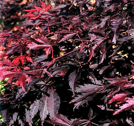 Acer palmatum Burgundy Lace Japanese Maple Tree