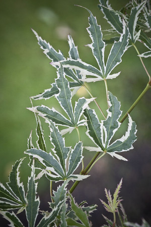 Acer palmatum Butterfly Japanese Maple Tree