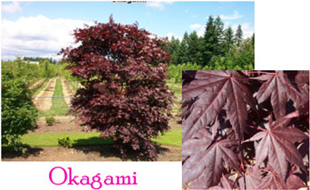 Acer palmatum Okagami Japanese Maple Tree