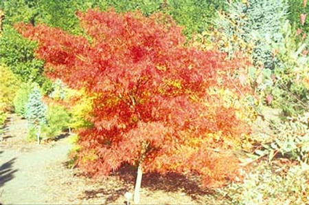 Acer palmatum dissectum Seiryu Cutleaf Upright Japanese Maple Tree