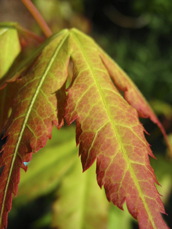 Acer palmatum Katsura Japanese Maple Tree