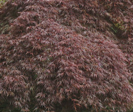 Acer palmatum dissectum ' Red Select ' Cut Leaf Japanese Maple