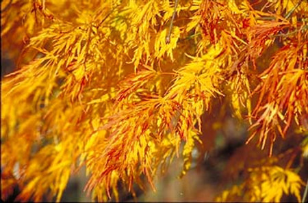 Acer palmatum dissectum Sekimori Weeping Cutleaf Japanese Maple Tree