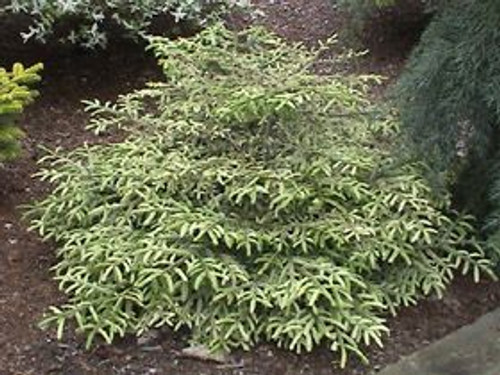 Picea orientalis ' Firefly ' Dwarf Golden Oriental Spruce - Kigi Nursery