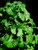 Ginkgo biloba ' Gnome '  Dwarf Maidenhair Tree