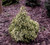 Cryptomeria japonica Knaptonensis Dwarf Japanese Cedar