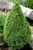 Picea glauca 'Laurin' Miniature Alberta Spruce