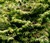 Golden Nymph  Dwarf Japanese Hinoki Cypress