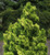 Dwarf Golden Japanese Hinoki Cypress Nana Lutea