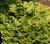 Butter Ball Hinoki Cypress