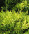Golden Pyramid Arizona Cypress