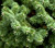 Abies Dwarf Balsam Firs