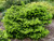 Dwarf Greek Fir