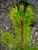 variegated Japanese Black Pine