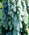 Picea pungens Blue Falls Weeping Colorado Blue Spruce