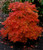 Acer japonicum Fairy Lights Fullmoon Maple