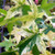 Variegated Sweet Gum