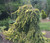 Picea abies Gold Drift Dwarf Weeping Golden Norway Spruce