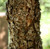 cork bark elm tree
