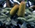 Abies procera Glauca Blue Noble Fir