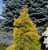 Pinus strobus Louie Golden White Pine