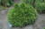 Thuja plicata Grune Kugel Dwarf Western Red Cedar