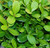 Buxus microphylla ' Morris Midget ' Miniature Japanese Boxwood