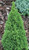 Picea glauca ' Zuckerhut ' Miniature Alberta Spruce