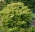 Chamaecyparis obtusa Lemon Twist Dwarf Bright Yellow Hinoki Cypress