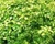 Buxus microphylla Kingsville Miniature Japanese Boxwood