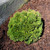 Chamaecyparis obtusa ' J.R. ' Miniature Japanese Hinoki Cypress