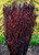 Berberis thunbergii Helmond Pillar Upright Red Japanese Barberry
