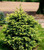 Picea mariana Aureovariegata Yellow Variegated Black Spruce