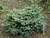 Picea bicolor Prostrata Dwarf Alcock's Spruce
