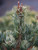 Pinus parviflora Aoba jo Dwarf Japanese White Pine