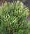 Pinus mugo Yellow Point Dwarf Golden Mugo Pine
