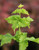 Acer circinatum Pacific Sprite Vine Maple