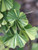 Ginkgo biloba Majestic Butterfly Variegated Maidenhair Tree