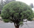 Pinus densiflora Umbraculifera Tanyosho Japanese Red Umbrella Pine