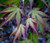 Acer palmatum ' Coral Magic ' Spring Pink Japanese Maple Tree