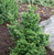 Tsuga canadensis Jervis Dwarf Canadian Hemlock