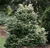 Tsuga canadensis Betty Rose Miniature Canadian Hemlock